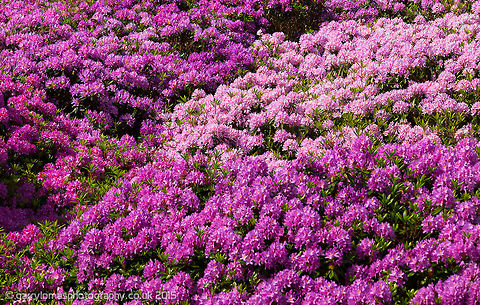 Rhododendron calendulaceum There were a lot of these Rhododendrons in Lyme Park, Peak District where this was taken.  But over the past few years they are slowly being killed off.  The reason being that they poison the soil around them making it impossible for other species to flourish and the Rhododendrons spread and take over.  There is just about every shade of purple in these trees.  The same process is taking place at Errwood in Goyt Valley also in the Peak District.  They were planted by the Grimshawe family that built an estate there in the 18th century.  I visited only the other week and almost all of them have gone.  There were yellow and white at Errwood. Geotagged,Rhododendron calendulaceum,Spring,United Kingdom