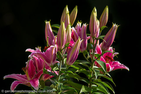 Pink Lilly  Geotagged,Summer,United Kingdom,pink lilly