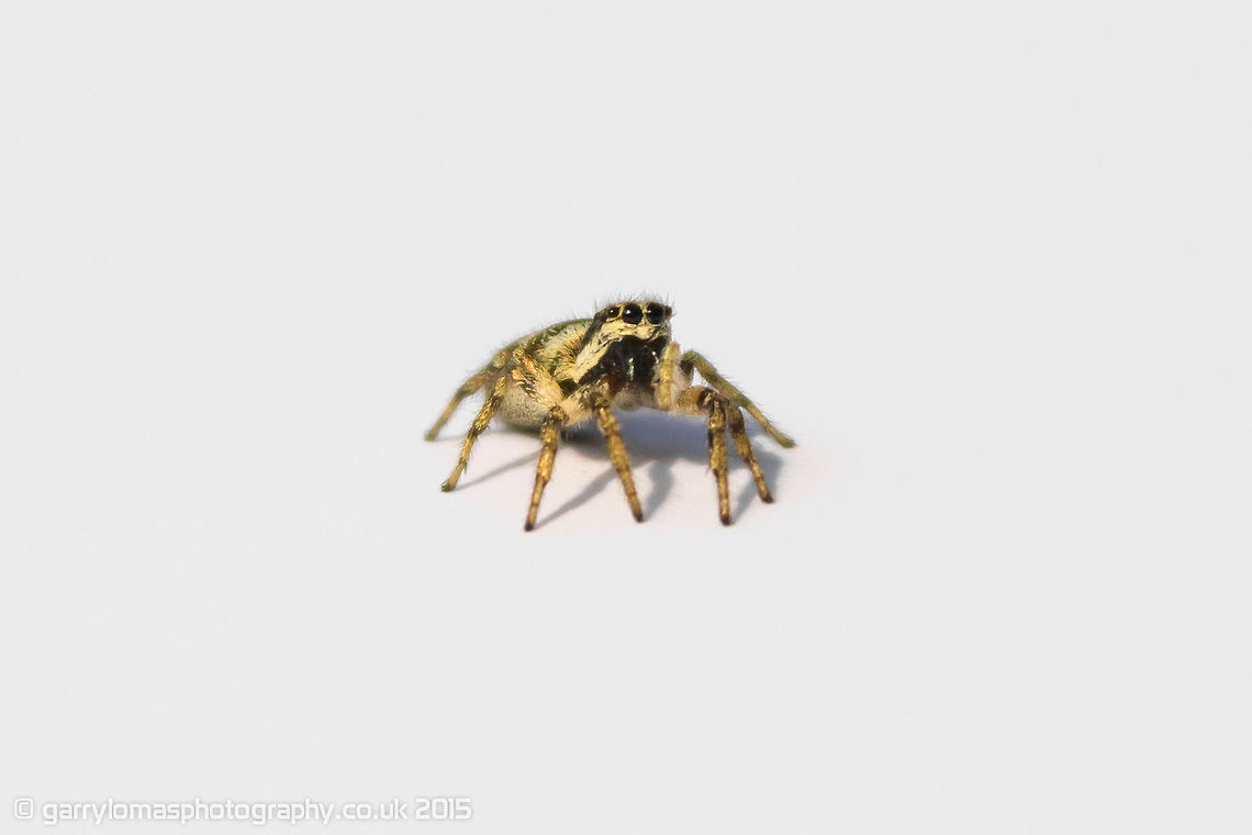 Zebra jumping spider These tiny spiders which are common throughout the UK are certainly one of my favourites.  They are unique in many ways.  For a start they can jump! when you see one jump it is amazing to see.  They also have 4 eyes facing forward unlike other spiders.  When you watch them, they turn their heads and around deciding where to head to next.  They also prey on other spiders, including other Zebras.  They are very clever and cunning hunters. Geotagged,Salticus scenicus,Summer,United Kingdom,Zebra spider
