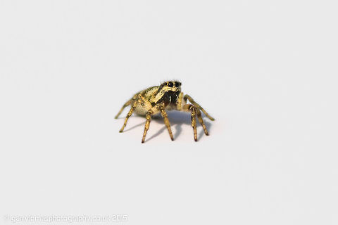 Zebra jumping spider These tiny spiders which are common throughout the UK are certainly one of my favourites.  They are unique in many ways.  For a start they can jump! when you see one jump it is amazing to see.  They also have 4 eyes facing forward unlike other spiders.  When you watch them, they turn their heads and around deciding where to head to next.  They also prey on other spiders, including other Zebras.  They are very clever and cunning hunters. Geotagged,Salticus scenicus,Summer,United Kingdom,Zebra spider