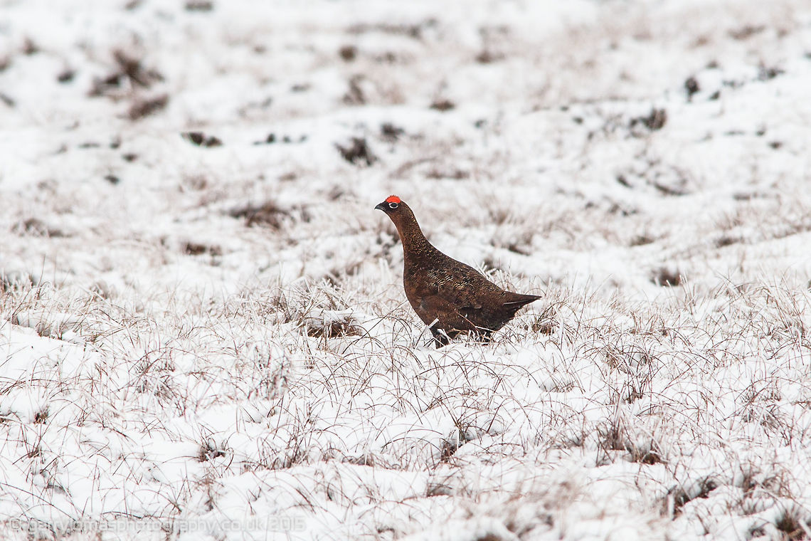 Red grouse Taken on the top of Goyt Valley, Peak District, UK.  I love the call that these grouse have, very comical noise, always makes me smile :) Geotagged,Lagopus lagopus scotica,Red grouse,United Kingdom,Winter