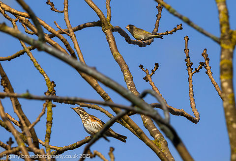 Greenfinch & Redwing I was taking this shot of the Redwing and then a Greenfinch got in on the act!! Quite a rare shot i suppose to have these two birds in the same shot :) Carduelis chloris,European Greenfinch,Geotagged,Spring,United Kingdom