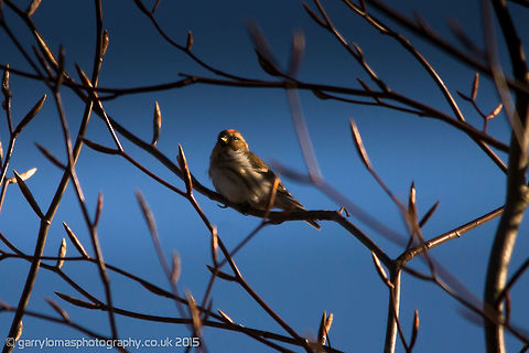 mealy redpoll The mealy redpoll is a small finch. It is larger than the similar looking lesser redpoll. Acanthis flammea,Common redpoll,Geotagged,Spring,United Kingdom,mealy redpoll