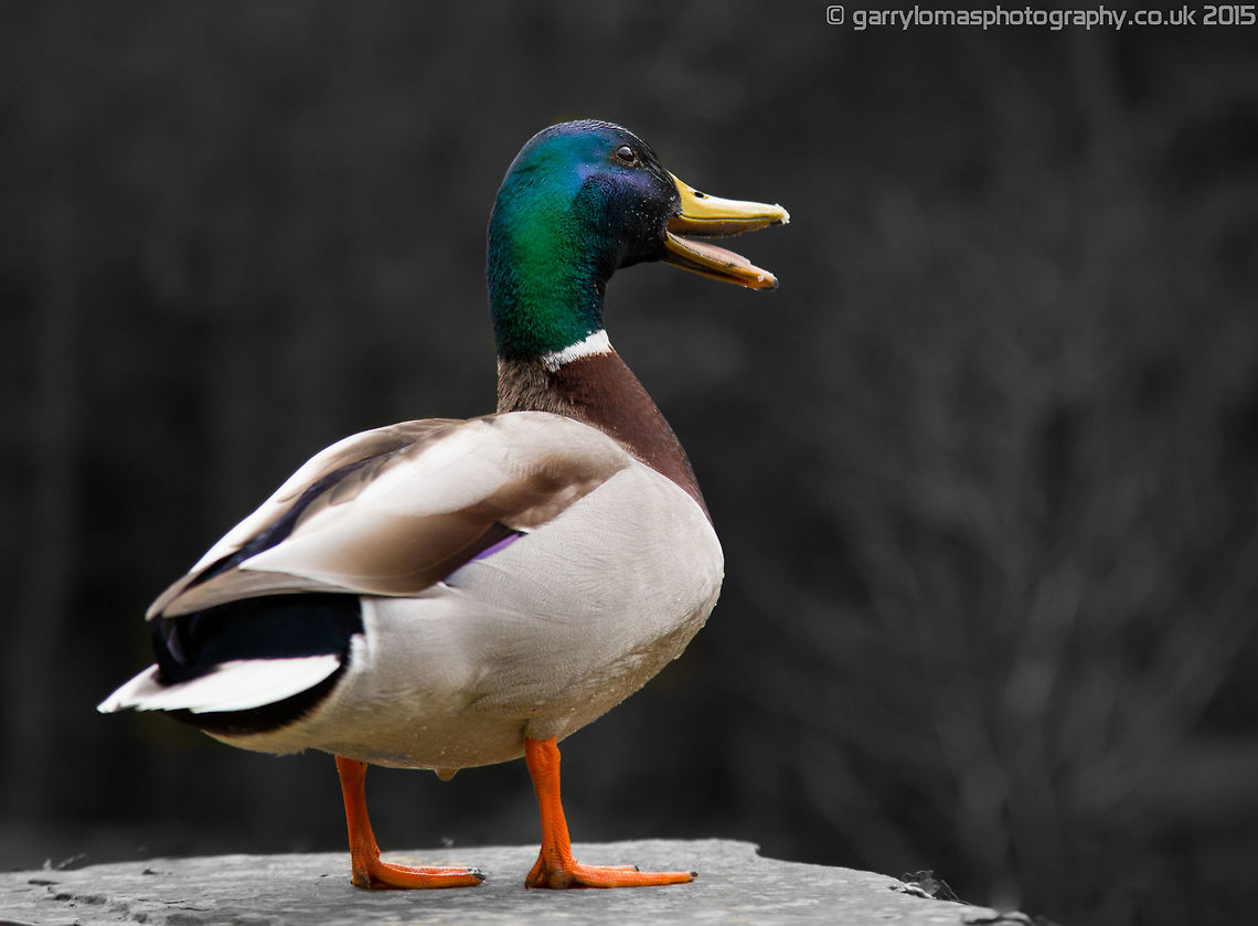 Mallard (Anas platyrhynchos) No doubt one of the most common ducks in the UK.  But a beautiful bird none the less with their colourful plumage.  Here i caught this male in mid quack :)  Anas platyrhynchos,Geotagged,Mallard,Spring,United Kingdom