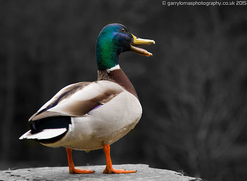 Mallard (Anas platyrhynchos) No doubt one of the most common ducks in the UK.  But a beautiful bird none the less with their colourful plumage.  Here i caught this male in mid quack :)  Anas platyrhynchos,Geotagged,Mallard,Spring,United Kingdom