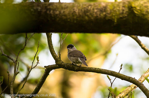 Male Blackcap One of my favourite song birds.  Has a similar song to the Robin. Blackcap,Geotagged,Spring,Sylvia atricapilla,United Kingdom