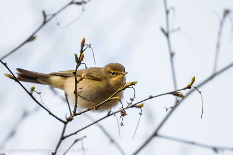 Willow warbler These song birds which have now started to arrive back in the UK are almost identical to the Chiff Chaff and often live and feed in the same areas.  As was the case with this pic.  The only way to be sure, especially when they are at some distance is there song or call in the case of the Chiff Chaff are worlds apart. Phylloscopus trochilus,willow warbler