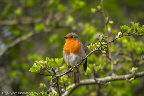 European Robin I am really pleased with this capture.  It is nice to shoot wildlife when it is as if they are almost posing for the camera :) Erithacus rubecula,European Robin,Geotagged,Spring,United Kingdom
