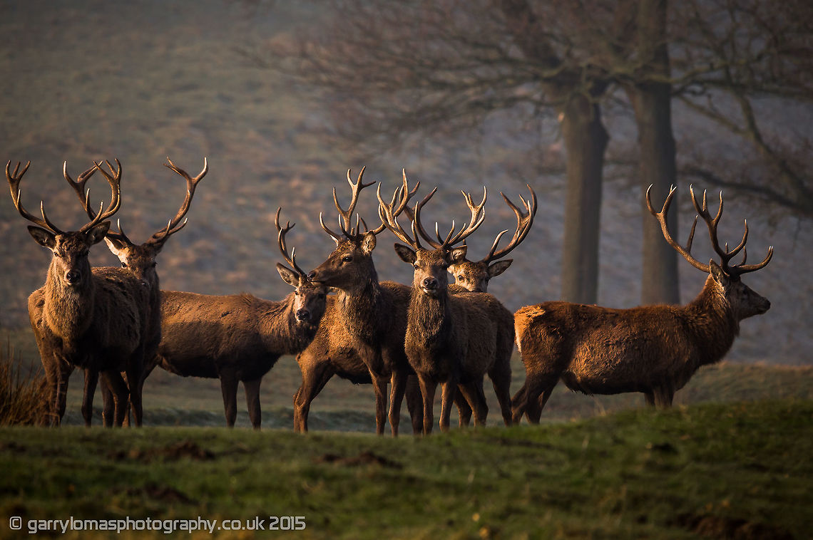 Red deer stags Red deer stags on the look out at Lyme Park, Peak District, England. Cervus elaphus,Geotagged,Red deer,United Kingdom,Winter