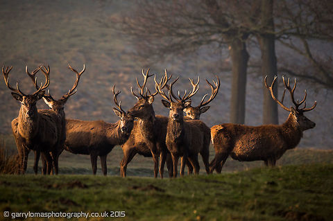Red deer stags Red deer stags on the look out at Lyme Park, Peak District, England. Cervus elaphus,Geotagged,Red deer,United Kingdom,Winter
