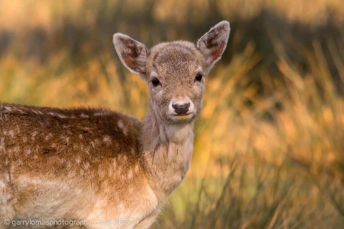 Fallow Deer A young Fallow Deer at Lyme Park, Peak District, England. Dama dama,Fallow Deer,Geotagged,Spring,United Kingdom