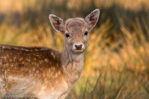 Fallow Deer A young Fallow Deer at Lyme Park, Peak District, England. Dama dama,Fallow Deer,Geotagged,Spring,United Kingdom