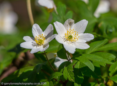Wood Anemone nemorosa Just before the blue bells fully bloom, these beautiful little flowers are spread across most woodland areas. Anemone nemorosa,Geotagged,Spring,United Kingdom,Wood anemone