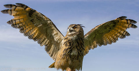 European Eagle Owl A truly magnificent bird.  I held this particular one at the Wild Wings Bird of Prey centre in Worseley, Cheshire.  To be up so close with the largest of all the Owls was an awesome experience. Bubo bubo,Eurasian eagle-owl