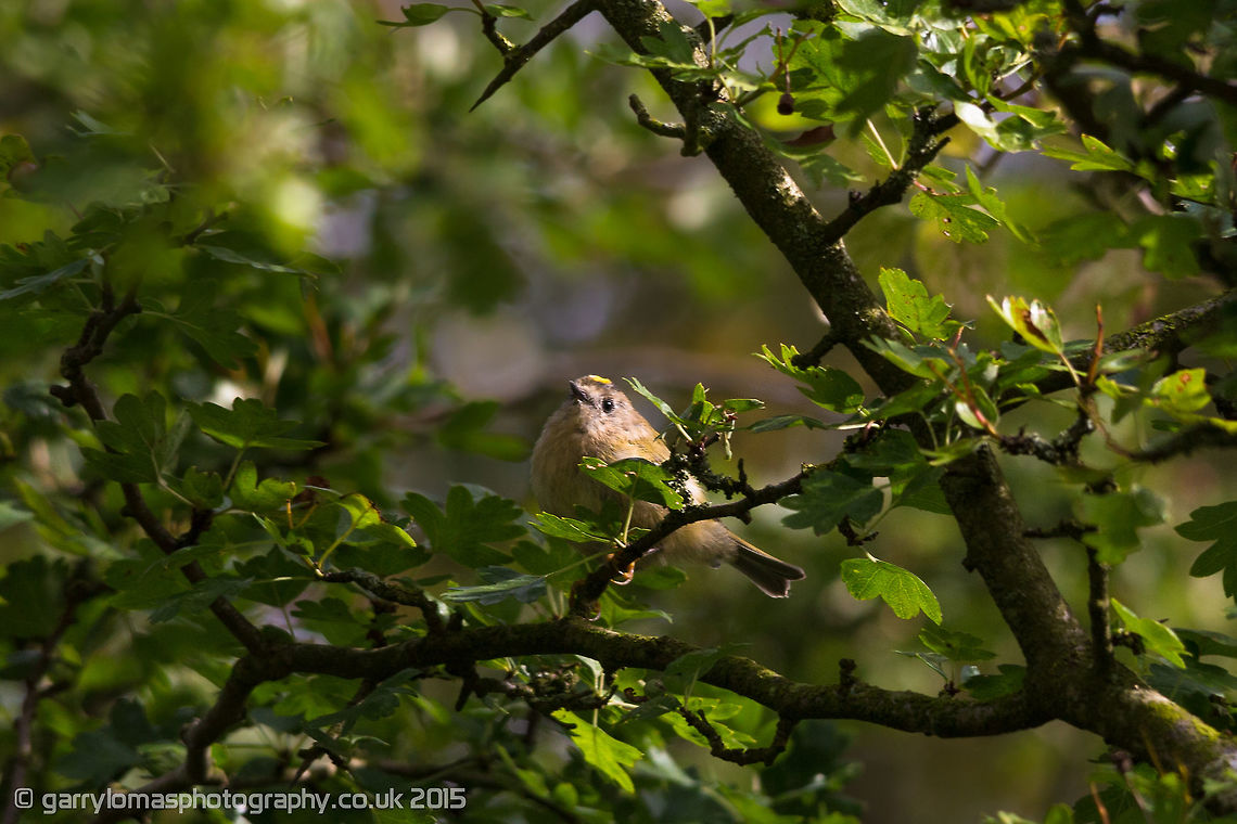 Goldcrest (Female) Along with the Firecrests these are the smallest birds in the UK.  Surprisingly, they make their nests at the top of the tallest tree&#039;s they can find.<br />
 Geotagged,Goldcrest,Regulus regulus,Summer,United Kingdom