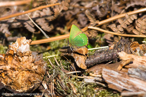 Green Hairstreak Butterfly One of the smallest butterfly's found in the UK.  It's wingspan is normally just 30mm. Butterfly,Callophrys rubi,Geotagged,Green Hairstreak,Spring,United Kingdom