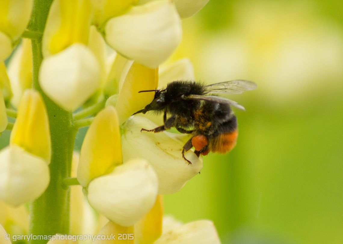 Tree Bumblebee (Bombus hypnorum) Tree Bumblebee on Lupin.  Geotagged,Spring,Tree Bumblebee,United Kingdom