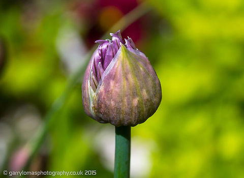 Chive  Allium schoenoprasum,Chives,Geotagged,Spring,United Kingdom