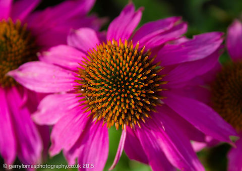 Echinacea Purpurea  Echinacea purpurea,Geotagged,Summer,United Kingdom