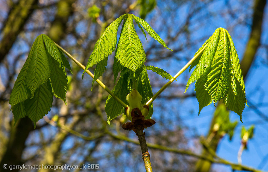 Horse Chestnut The Horse Chestnut tree springing in to life...i just love this time of year :)  This is tree aka Conker tree is famous for it&#039;s seeds which it drops in Autumn and an old game of conkers is enjoyed by many. Aesculus hippocastanum,Geotagged,Spring,United Kingdom