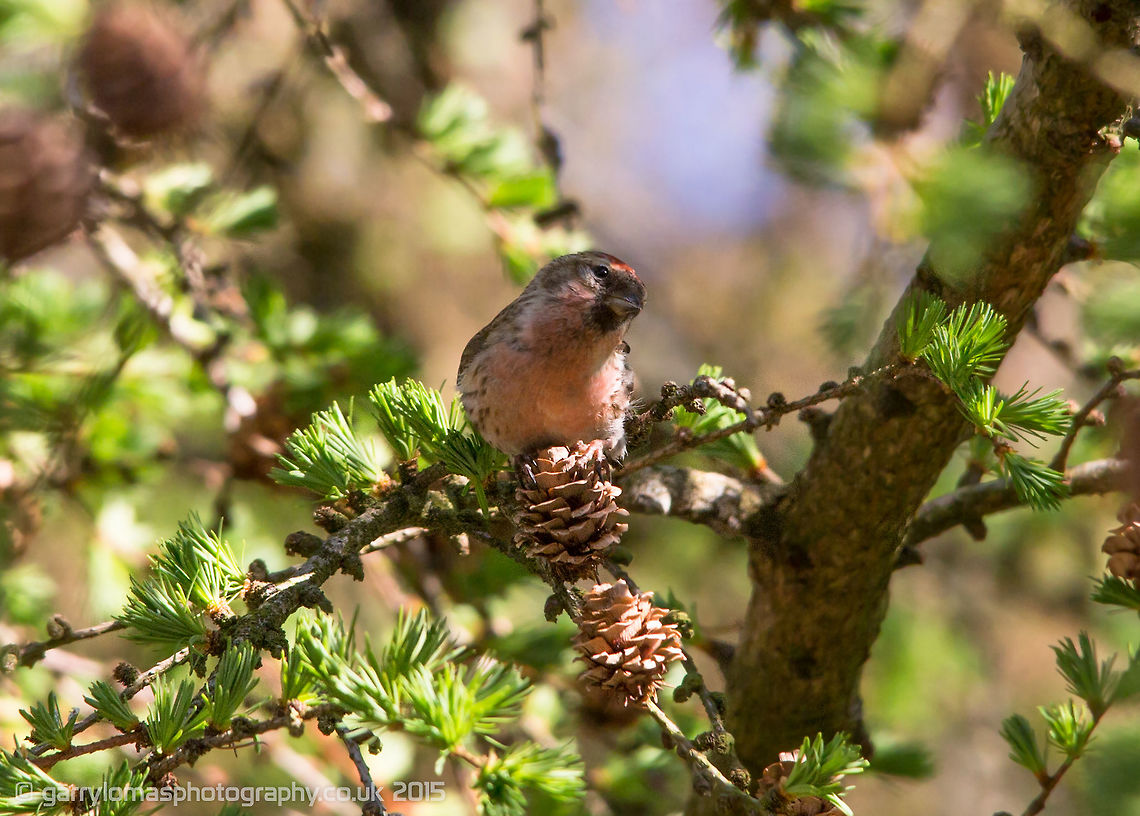 Lesser Redpoll  Acanthis cabaret,Geotagged,Lesser redpoll,Spring,United Kingdom
