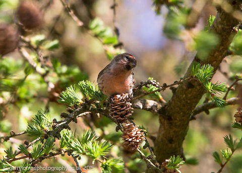 Lesser Redpoll  Acanthis cabaret,Geotagged,Lesser redpoll,Spring,United Kingdom
