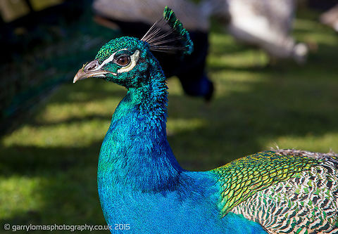 Blue Peafowl Simply stunning colours on this huge bird. Geotagged,Indian peafowl,Pavo cristatus,United Kingdom,Winter
