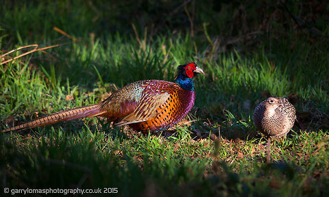 Male & Female Pheasants The colours on the male are just outstanding.  Such a shame this is such a popular game bird :( Common Pheasant,Geotagged,Phasianus colchicus,Spring,United Kingdom