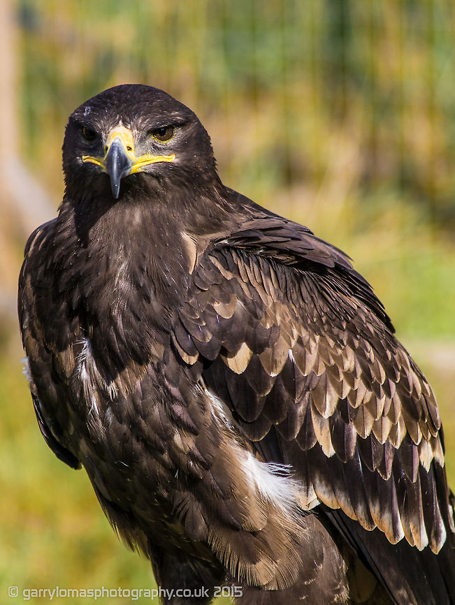 Steppe Eagle As with all the Eagles, they are the king of the skies.  This shot was taken at the Wild Wing Bird of Prey Centre on Worsely England. Aquila nipalensis,Geotagged,Summer,United Kingdom,steppe eagle