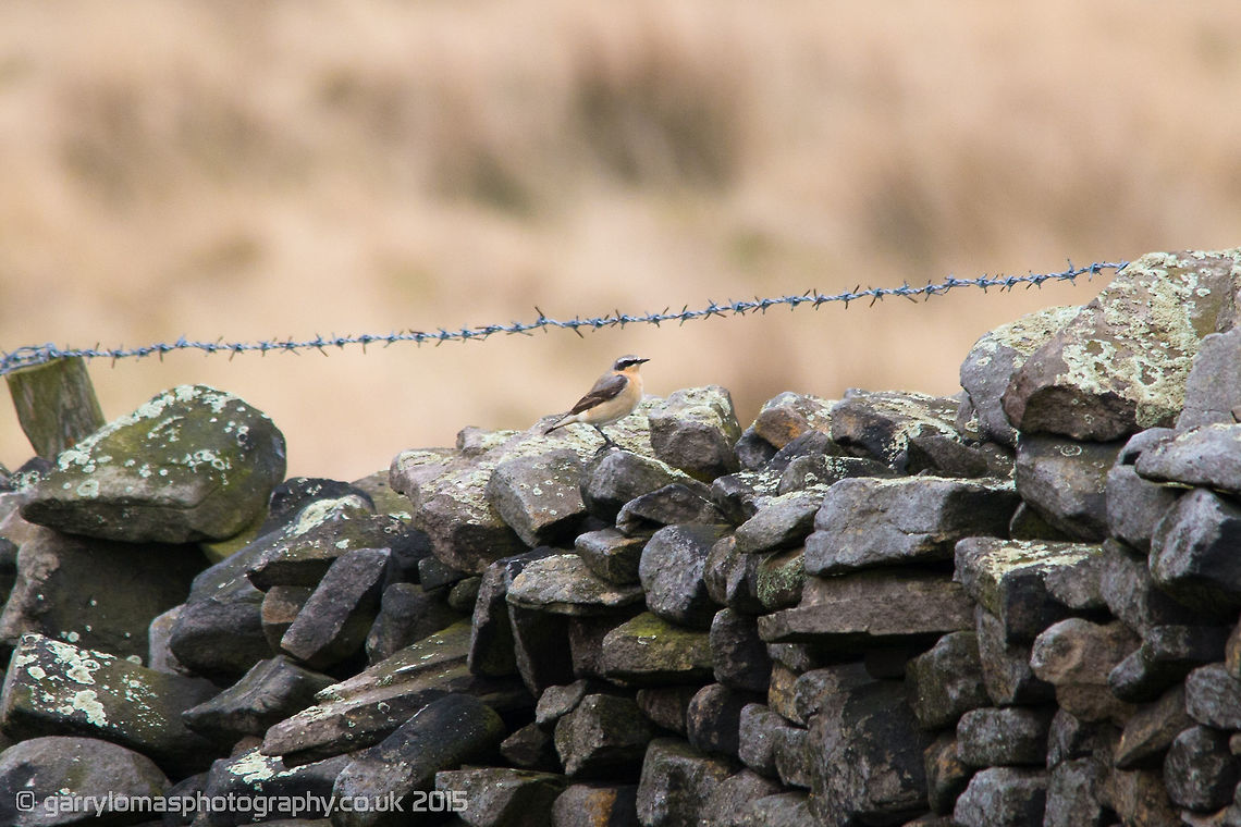 Male Wheatear These birds are summer visitors to the UK.  Geotagged,Northern wheatear,Oenanthe oenanthe,Spring,United Kingdom