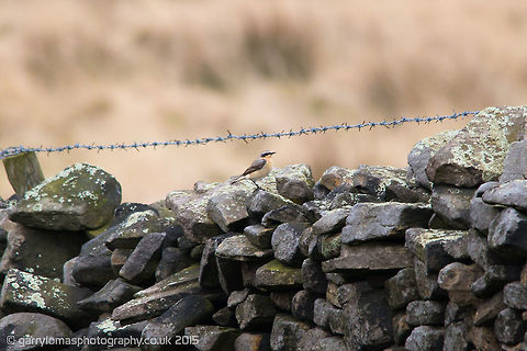 Male Wheatear These birds are summer visitors to the UK.  Geotagged,Northern wheatear,Oenanthe oenanthe,Spring,United Kingdom