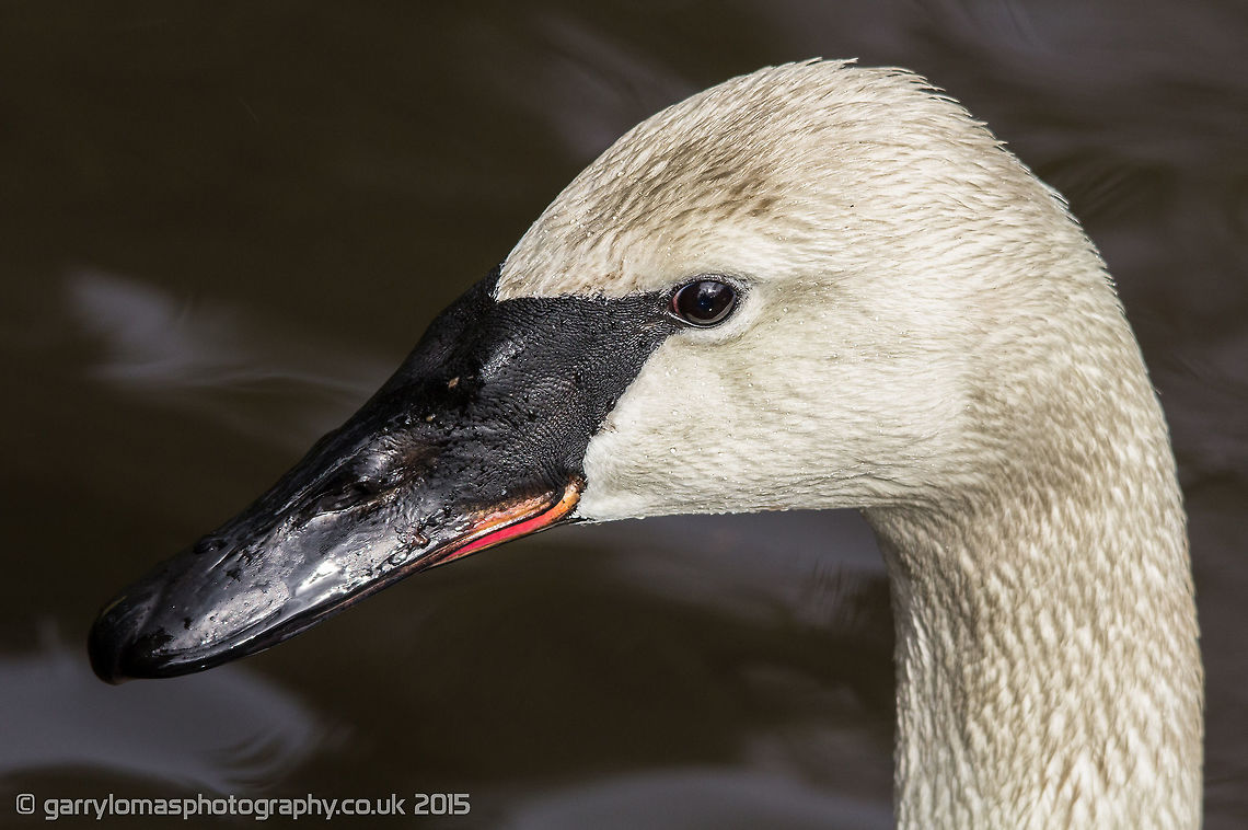 Trumpeter Swan  Cygnus buccinator,Geotagged,Trumpeter Swan,United Kingdom,Winter