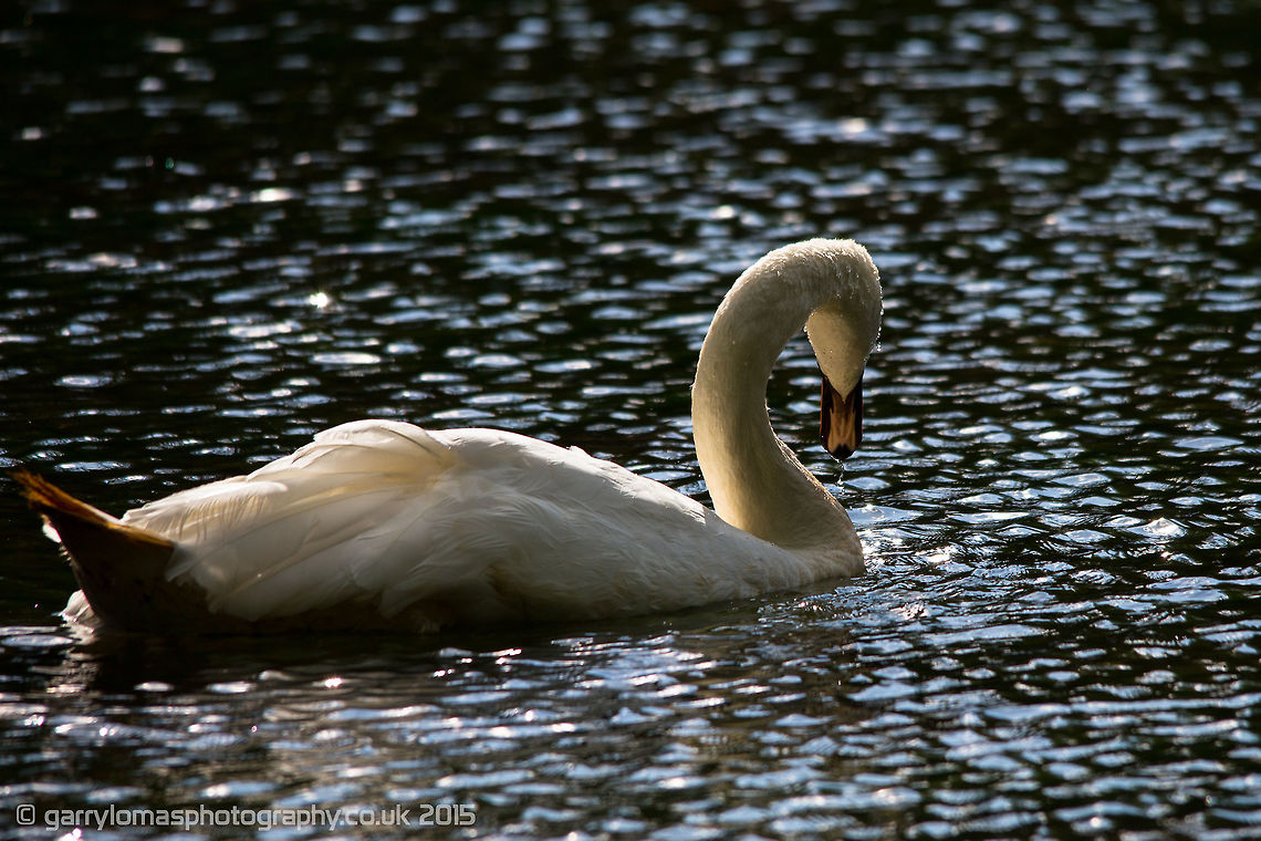Mute Swan  Cygnus olor,Geotagged,Mute Swan,Summer,United Kingdom
