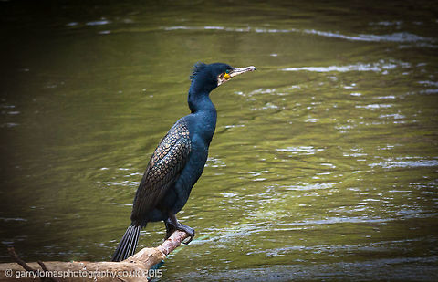 Great Cormorant  Geotagged,Great Cormorant,Phalacrocorax carbo,Spring,United Kingdom