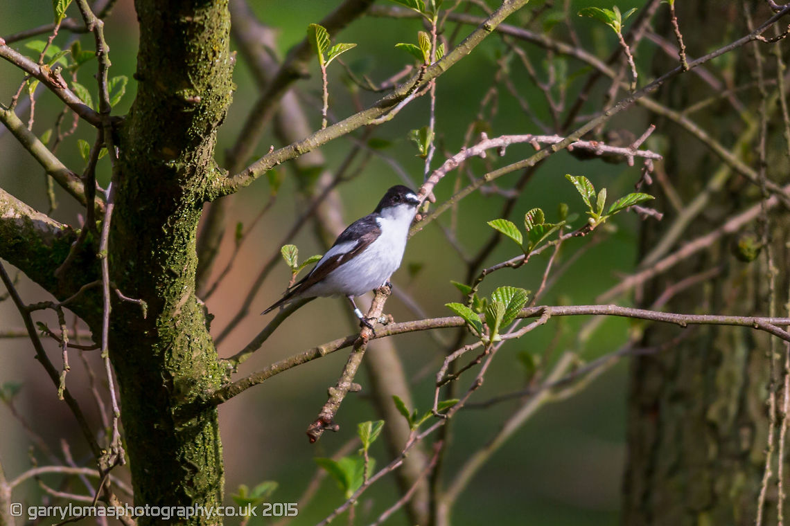 Pied Flycatcher My first capture of this bird.  They are on Amber status in UK according to the RSPB. European Pied Flycatcher,Ficedula hypoleuca,Geotagged,Spring,United Kingdom