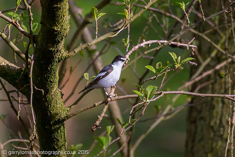 Pied Flycatcher My first capture of this bird.  They are on Amber status in UK according to the RSPB. European Pied Flycatcher,Ficedula hypoleuca,Geotagged,Spring,United Kingdom