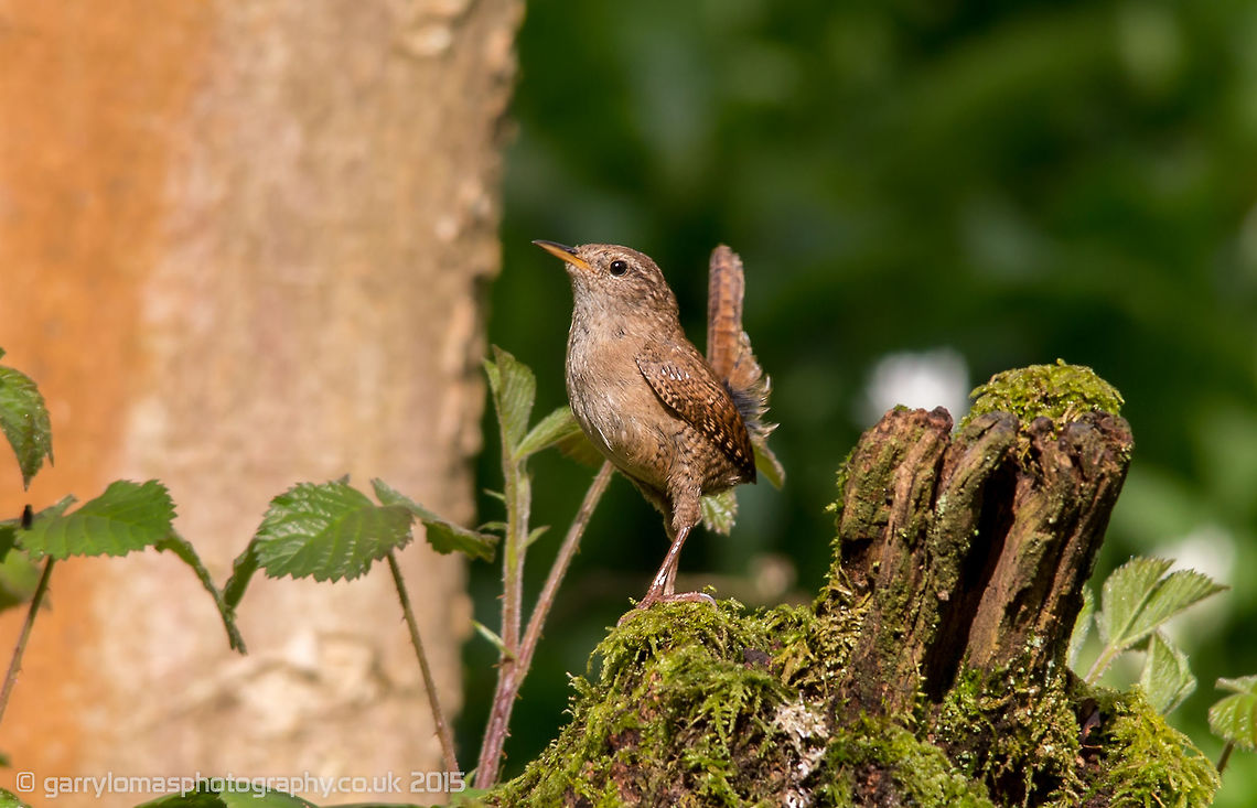 Wren  Eurasian Wren,Geotagged,Spring,Troglodytes troglodytes,United Kingdom