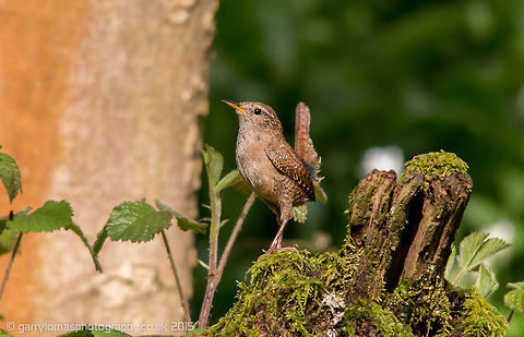 Wren  Eurasian Wren,Geotagged,Spring,Troglodytes troglodytes,United Kingdom