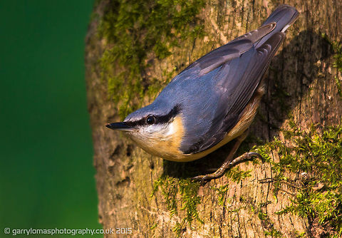 Nuthatch  Eurasian Nuthatch,Geotagged,Sitta europaea,Spring,United Kingdom