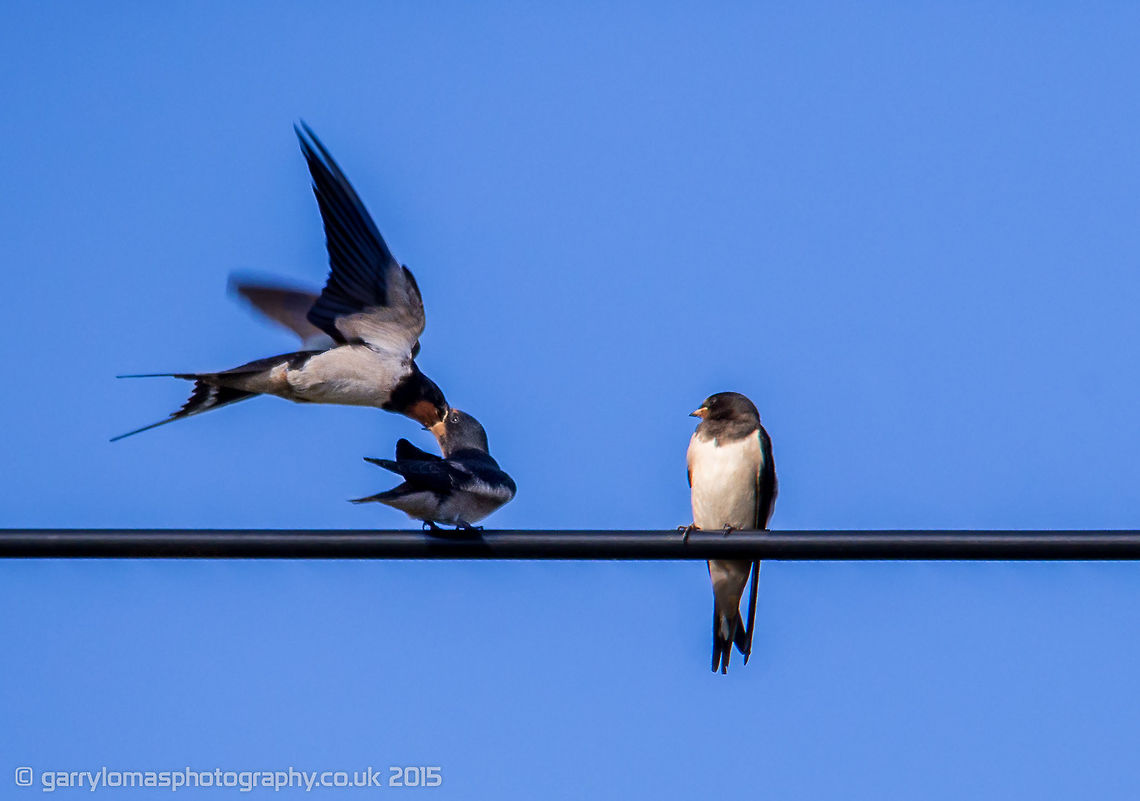 Swallow Swallow feeding chick mid flight. Barn swallow,Geotagged,Hirundo rustica,Summer,United Kingdom