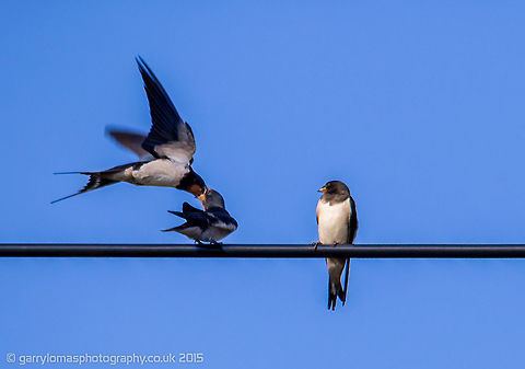 Swallow Swallow feeding chick mid flight. Barn swallow,Geotagged,Hirundo rustica,Summer,United Kingdom