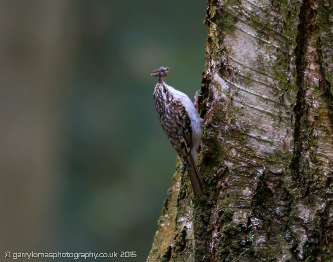 Treecreeper One of the UK smallest passerine birds.  They always work up tree, never down.  And as seen on this pic, they have massif claws in comparison to there body size. Certhia familiaris,Eurasian treecreeper,Geotagged,Spring,United Kingdom