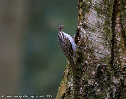 Treecreeper One of the UK smallest passerine birds.  They always work up tree, never down.  And as seen on this pic, they have massif claws in comparison to there body size. Certhia familiaris,Eurasian treecreeper,Geotagged,Spring,United Kingdom