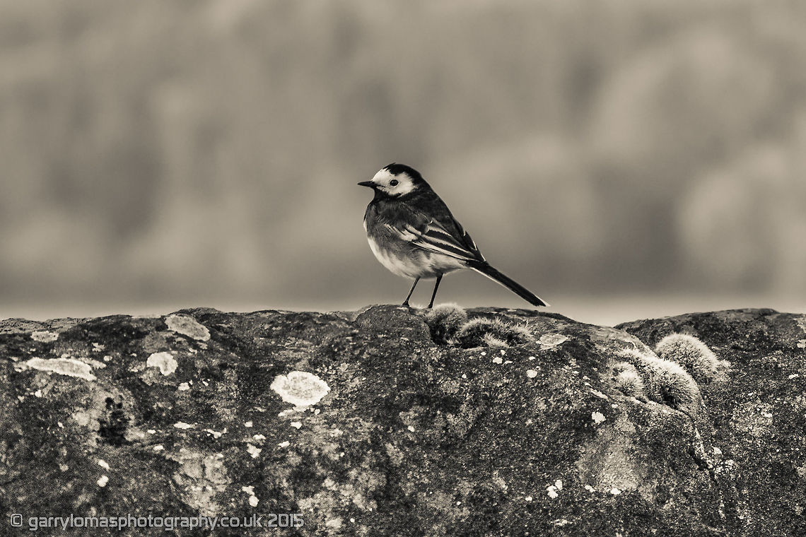 Pied Wagtail  Geotagged,Motacilla alba,Spring,United Kingdom,White wagtail,pied wagtail