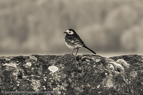 Pied Wagtail  Geotagged,Motacilla alba,Spring,United Kingdom,White wagtail,pied wagtail