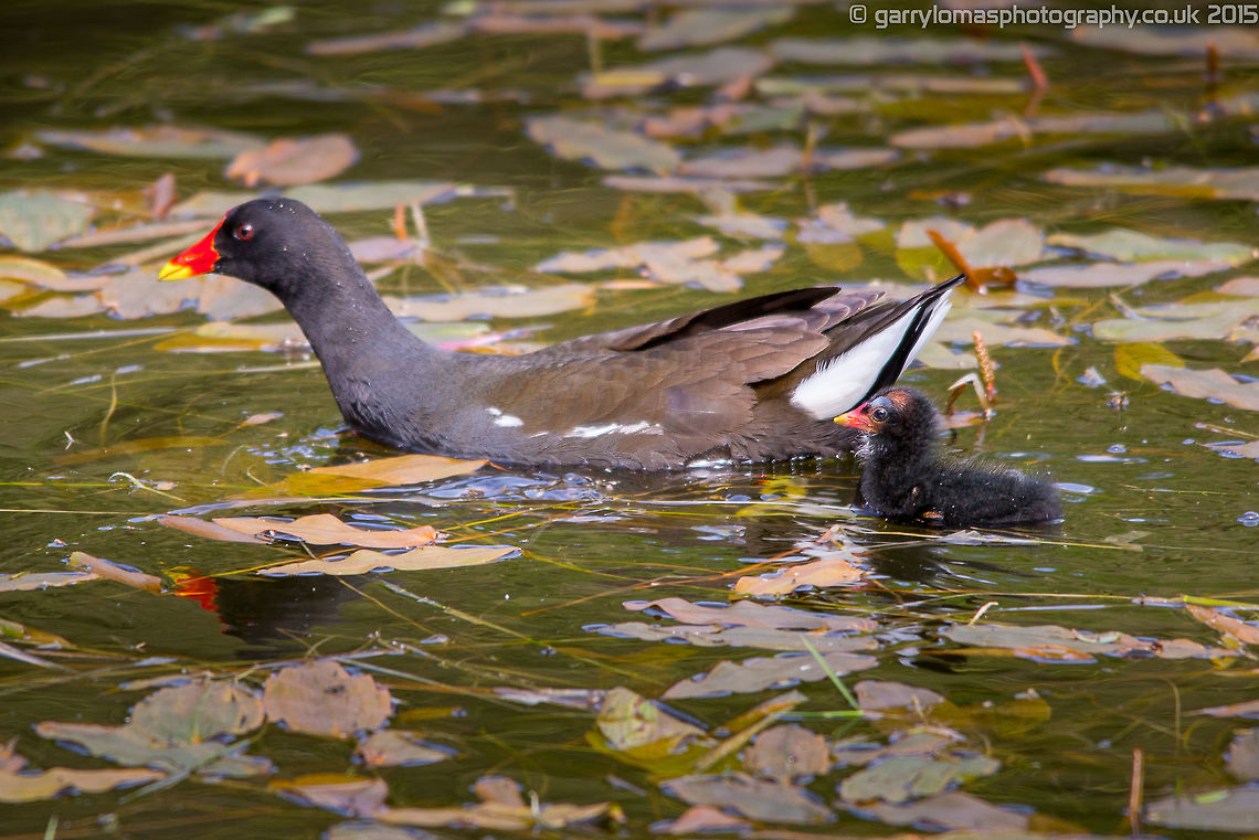 Moorhen with chick  Common Moorhen,Gallinula chloropus