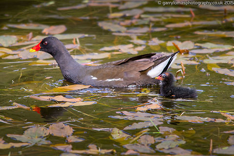 Moorhen with chick  Common Moorhen,Gallinula chloropus