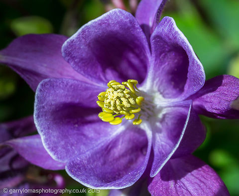 European Columbine - Aquilegia vulgaris European Columbine - Aquilegia vulgaris Aquilegia vulgaris,European Columbine,Geotagged,Spring,United Kingdom