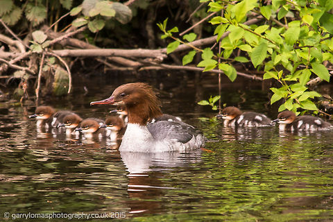 Goosander (Common Merganser)  Common merganser,Geotagged,Mergus merganser,Spring,United Kingdom