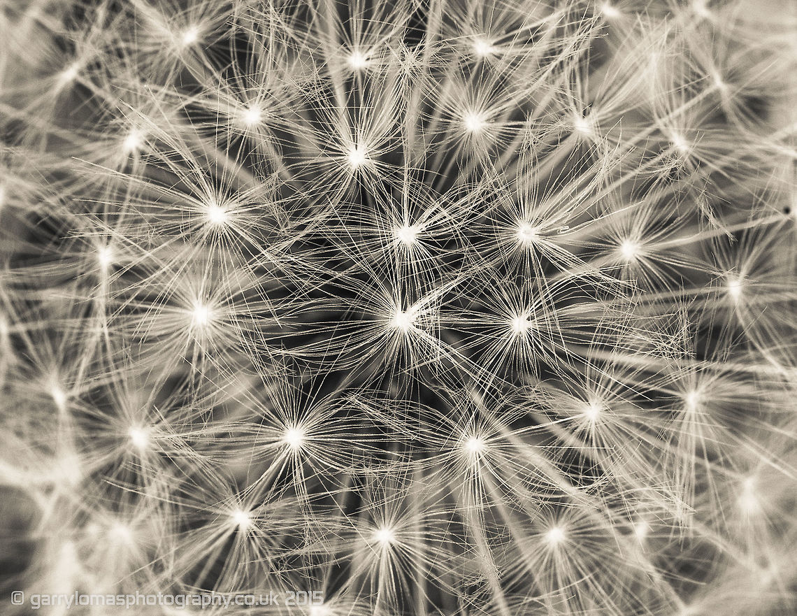 Dandelion I am experimenting with my new Macro lens, i managed to catch this one hand held, no tri pod!! quite chuffed with how it came out :) Common dandelion,Taraxacum officinale